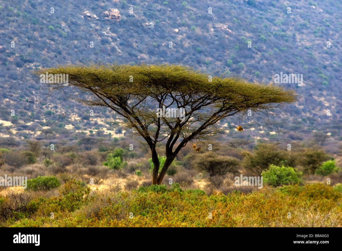 Acacia tree at Buffalo Springs Reserve, this umbrella tree is the Africa`s registered trademark, northern Kenya Stock Photo